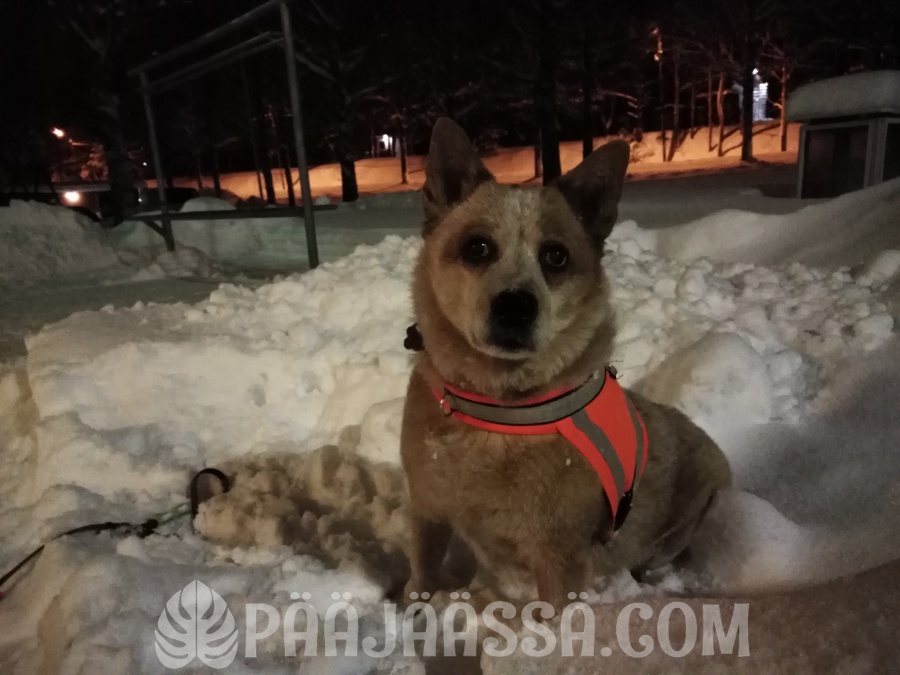 Talvi oli Foxyn parasta aikaa