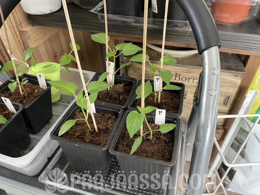 Paprikat taimiastioissa