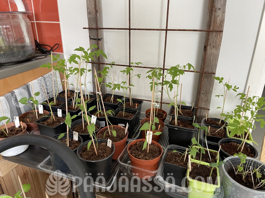 Kaikki kasvit on koulittu ja omissa ruukuissaan.