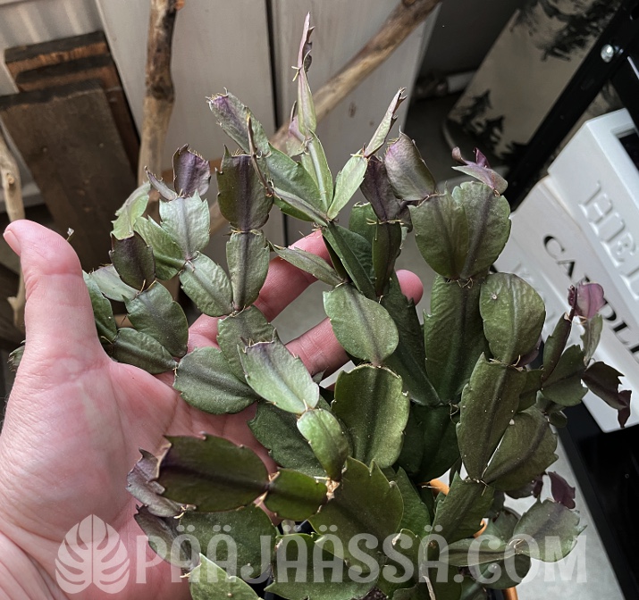 Janoinen marraskaktus