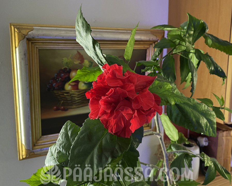 Kiinanruusun vanha kanta