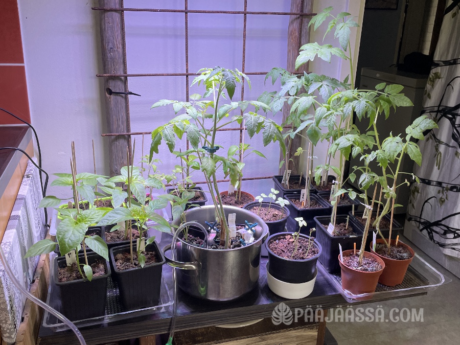 Kattilassa vesiviljeyyn laitettavat hyötykasvit