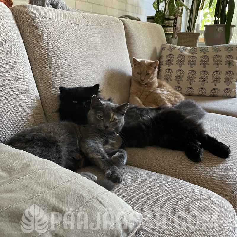 Kissat sohvalla