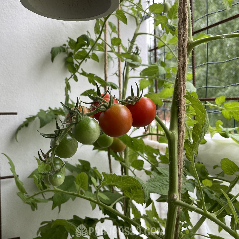 Tomaatti parvekekasvina