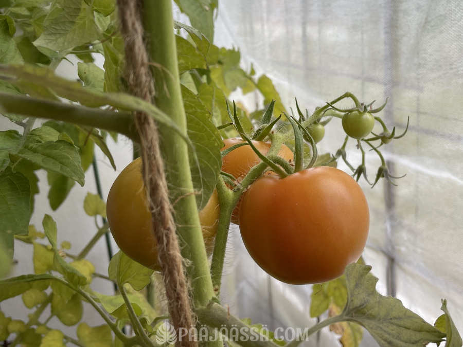 Tomaatti parvekeviljelyssä