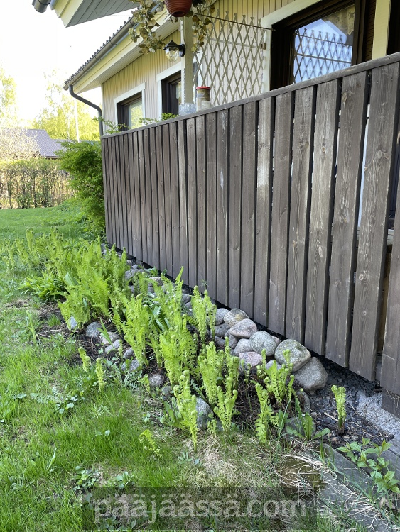 Saniaisalueen siistiminen on tarpeen vanhempieni pihalla.