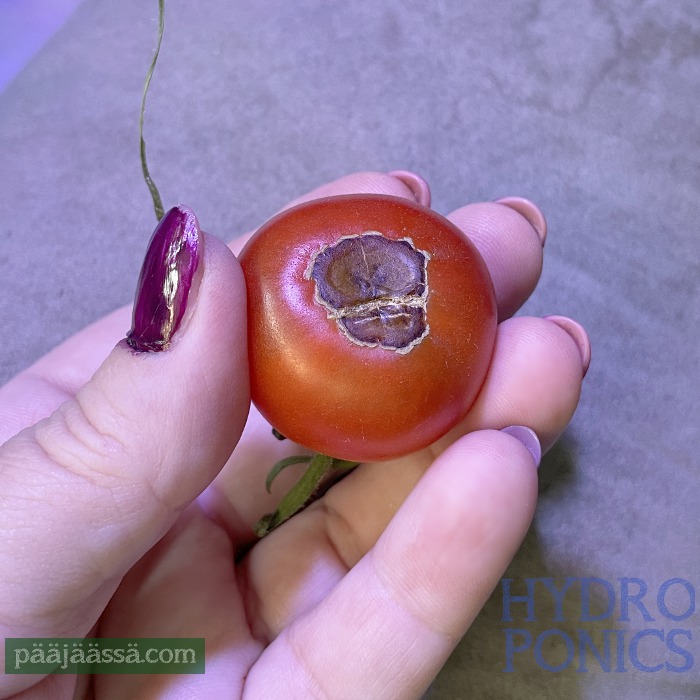 Keskeltä tummunut tomaatti