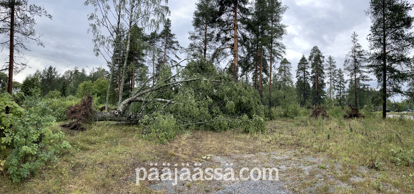 Trombi kaatoi suuria puita juurineen