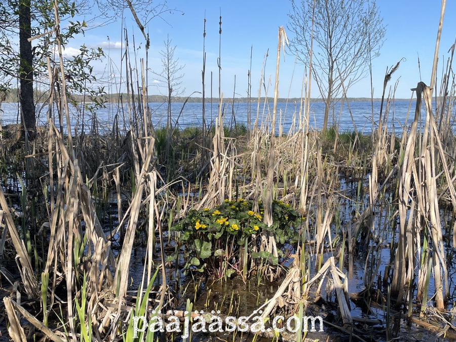 Lintutornin ympärystää toukokuussa