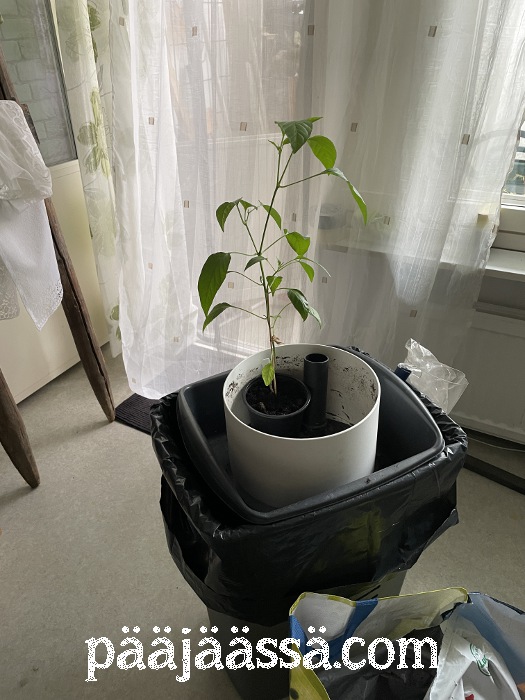 Taimienistutusta olohuoneessa