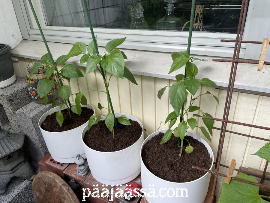 Paprikat parvekkeella