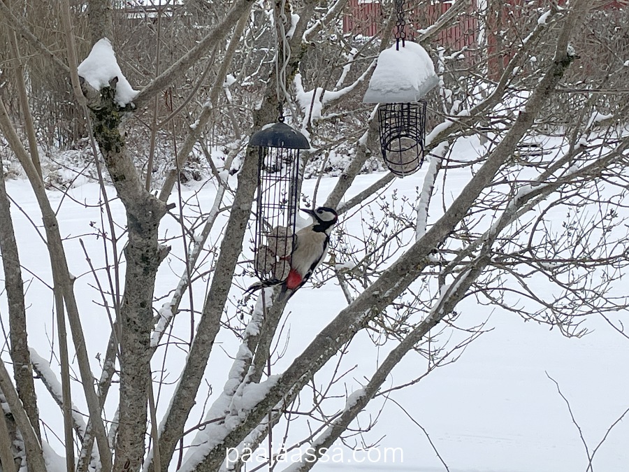 tammikuun lintuvieraana käpytikka