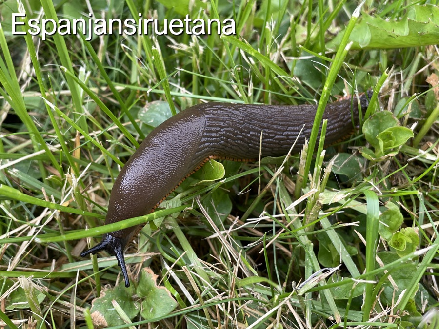 Kun sade lakkaa, espanjansiruetanat tulevat esiin